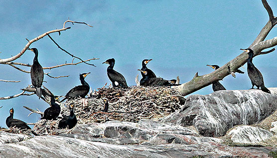 Nesting Cormorants in the island